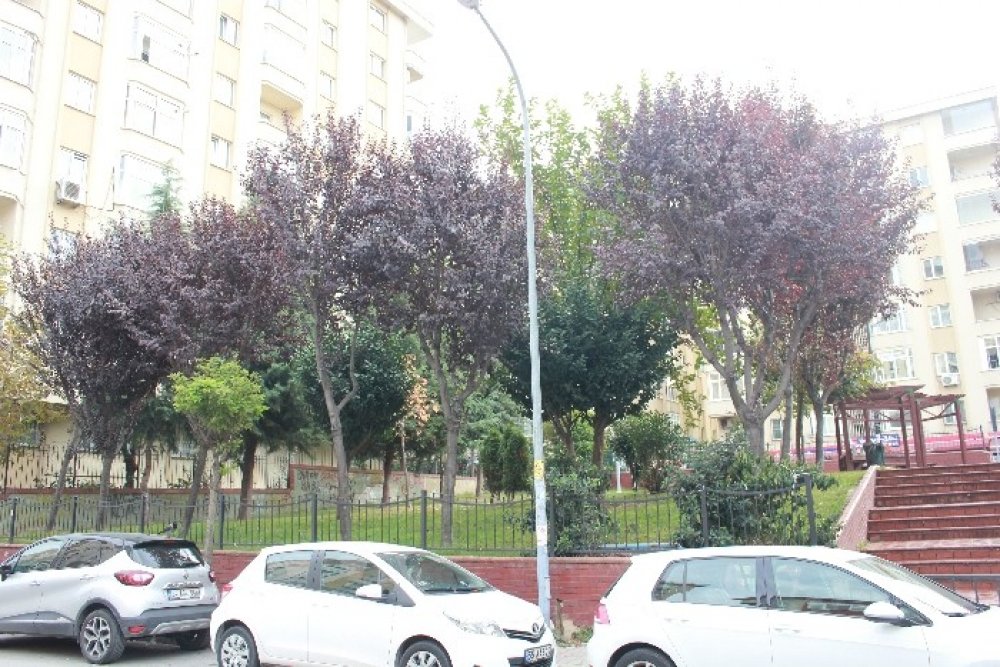 BERRAK PARKI
